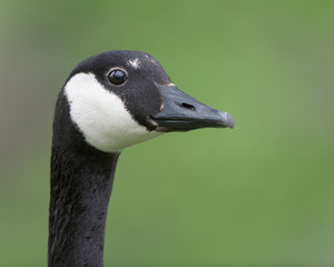 Wall Mural - Adult Canada goose closeup portrait against clean green background