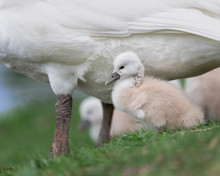 Newborn Baby Cygnet Under The Protection Of Its Mother Mute Swan (pen)