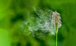 Gräserpollenflug, Windbestäubung durch Pollenflug, Gräserpollenwolke fliegend, Graspollen fliegend, Graspollenflug, Alopecurus Pratensis, Windbestäubung, Wiesenfuchsschwanz mit abfliegenden Pollen