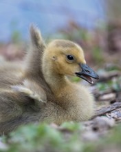 Canada Goose Newborn Gosling Close Up Portrait At The Lake Katherine Nature Center In Palos Heights, Illinois
