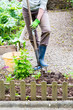 © catherinelprod - Mature woman hand taking out weeds plants from earth in garden