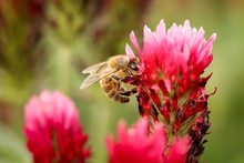 Detailed Close-up Photograph Of Busy Bee Pollinating Red Clover. Wildlife And Agriculture Shot. Vibrant Red Color Complemented With Green From Leaves. Clover Fields Are Full Of Bees These Days.