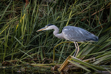 Grey Heron Standing In Riverbank Reeds