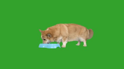 Wall Mural - welsh corgi dog eats from a bowl on a green screen