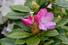 Rhododendron, Rhody, Flower, Wildflower, Pink, Floral, Anthers, Petals, Botanical, Bud, Forest, Highlights, Natural, Outdoor, Stamen