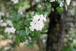 © cristographic - Crataegus monogyna Jacq. (Common Hawthorn), outdoor plants 2020