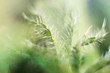 Jasna pastelowa kompozycja roślinna na zielonym rozmytym tle