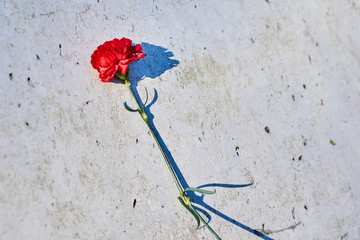 Carnation flower laid on concrete. Flower on the memorial plate.