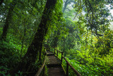 Fototapeta Las - Wooden bridge walkway in to the rain forest