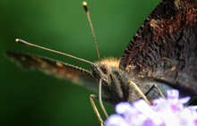 Extreme Close-up Of Butterfly