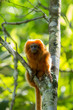 © EZ PHOTOS - Mico- Leão-Dourado em seu habitat natural. Espécie em risco de extinção. Espécie Endêmica do Brasil.