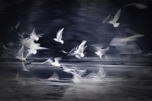 Birds Flying Over Water