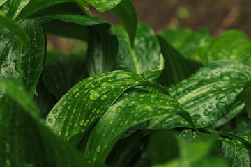 Wall Mural - morning dew water drops on green foliage leaves in rain forest nature scenic environment space macro