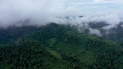 Wall Mural - Aerial view of mist and cloud over a beautiful tropical rainforest following a thunder storm
