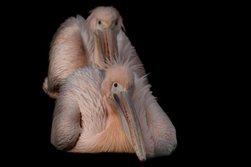 fine art photo of two pelicans