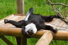 Eastern Black And White Colobus Monkey Relaxing