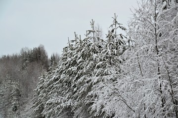 Wall Mural - Tree tops covered with snow-white frost