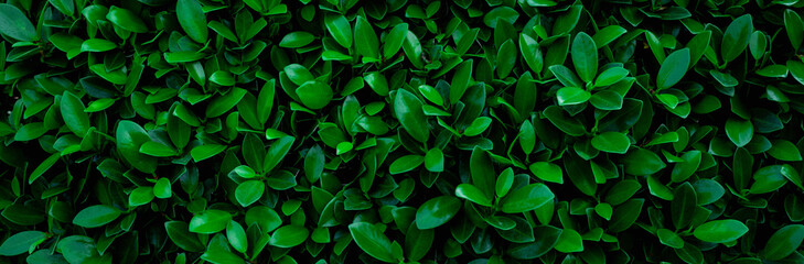 closeup nature view of green leaf in garden, dark wallpaper concept, nature banner background, tropical leaf