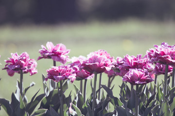 Wall Mural - Spring tulips in park, Russia