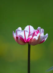 Wall Mural - blooming tulip with white petals with purple streaks