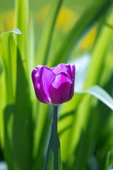 Wall Mural - .purple tulip on a background of foliage in the sunlight