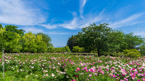 花畑 アドビストックのデザイン かべいろ Com おしゃれ壁紙リフォーム貼り替え インクジェット壁紙のかべいろ Com