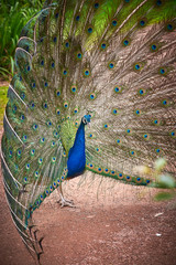 Wall Mural - Indian peafowl with open train (Pavo cristatus)