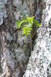Young rowan shoot growing between birches