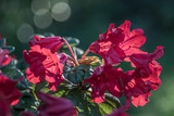 czerwone kwiaty rododendronu na rozmytym tle