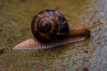 Burgundy snails (Helix pomatia) closeup, with homogeneous blurred grey background. Helix pomatia - edible snail, macro. After the rain