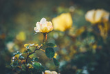 Fototapeta Kwiaty - Flower of a Bet Figueras rose bush