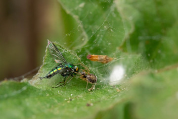 Long-legged fly (Dolichopodidae) being predated by a spider