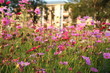 field of flowers