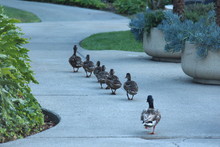 Ducks In A Row