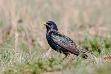 Wall Mural - Common starling sturnus vulgaris standing on grass meadow portrait. Cute bright colorful songbird in wildlife.