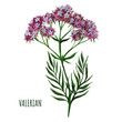 Valerian plant with small flowers, medical plant, 