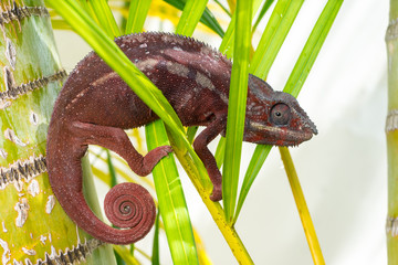 Wall Mural - A bright red chameleon Sits in bright plants. Macro shooting