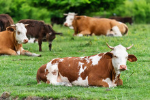 Cows Lying In The Green Grass 