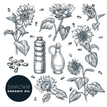 Sunflower Flowers And Oil Bottles, Sketch Vector Illustration. Agricultural Plant And Seeds. Hand Drawn Design Elements