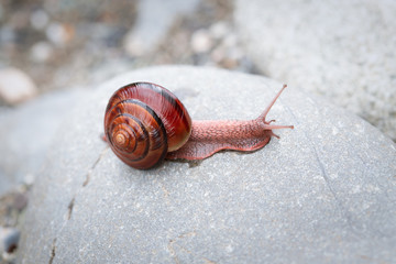 red orange snail on rock 