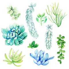 Wall Mural - Watercolor set of bright hand drawn succulents, hand drawn