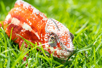 Wall Mural - A bright orange chameleon is sitting in a thick green grass. Macro shooting