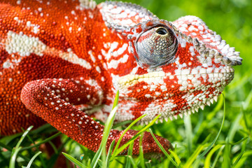 Wall Mural - A bright orange chameleon is sitting in a thick green grass. Macro shooting