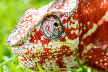 Wall Mural - Portrait of a bright orange chameleon, who sits in the thick green grass. Macro shooting