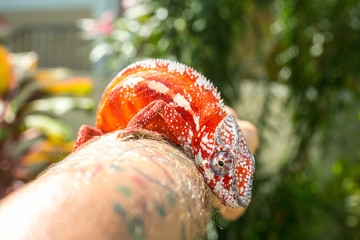 Wall Mural - A bright orange chameleon sits on a man's hand against a background of green plants