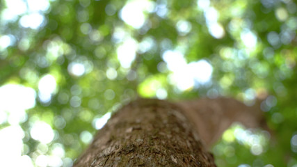 Sticker - Bright Green Tree Background Looking up view