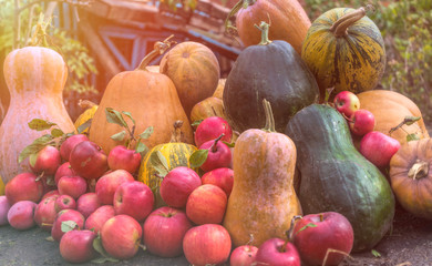 Wall Mural - Autumn colorful village garden. Harvest of ripe pumpkins and red apples	