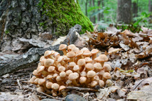 Armillaria Tabescens Or Ringless Honey Fungus Close Up