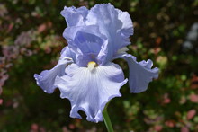 Large Light Blue Iris Flower On A Dark, Blurred, Background