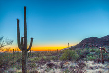Cactus With Golden Sunset And Blue Sky